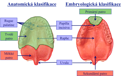 klasifikace obličejových rozštěpů embryologická a anatomická klasifikace obličejových rozštěpů