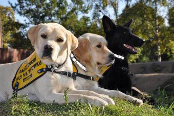 Asistenční psi Asistenční psi